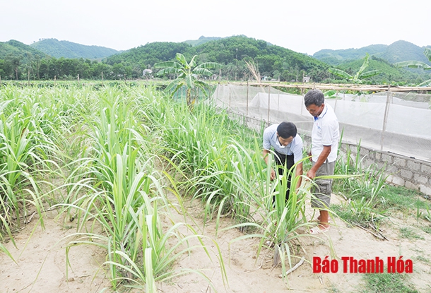 Nâng cao vai trò lãnh đạo của tổ chức cơ sở đảng trong phát triển kinh tế