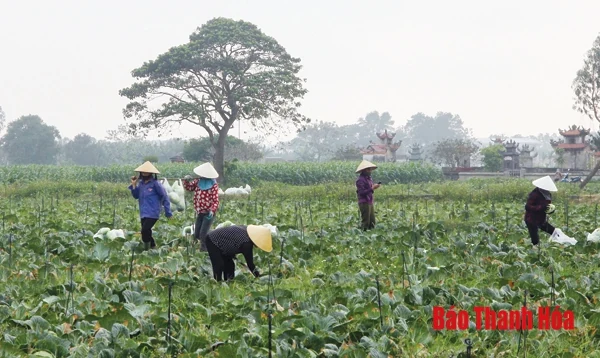 Vượt “bão COVID-19”, xuất khẩu thành công hơn 100 tấn bắp cải sang Hàn Quốc 