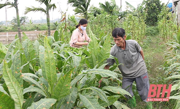 Chuyển đổi cơ cấu cây trồng cho vùng nhiễm mặn