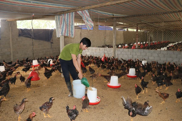 Hiệu quả mô hình nuôi gà theo hướng an toàn sinh học