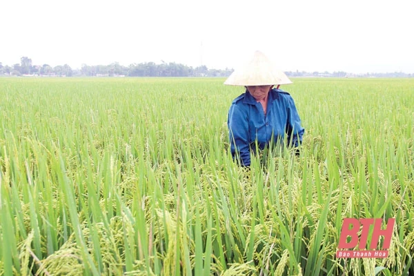 Tập trung phòng, trừ sâu bệnh trên lúa thời kỳ cuối vụ