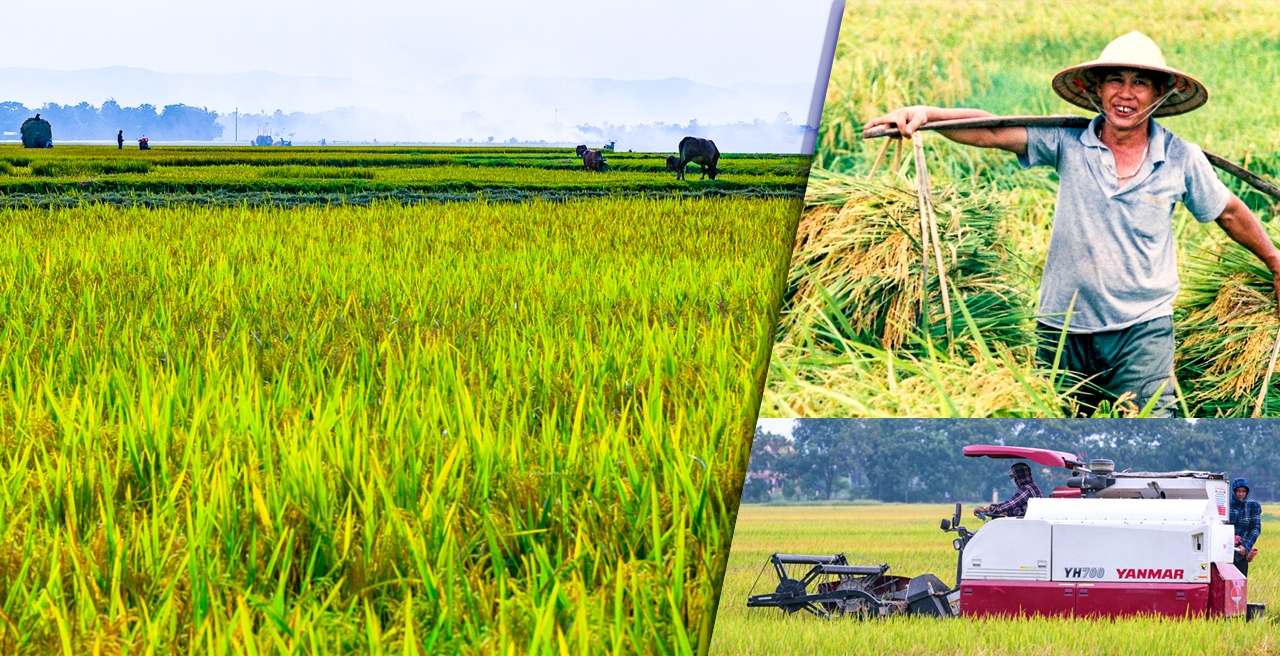 [E-Magazine] - đăng ký m88, còn để lại rơm thơm…