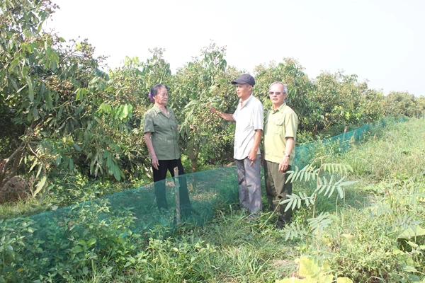 Cựu thanh niên tình nguyện Trịnh Văn Toàn làm kinh tế giỏi
