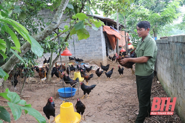 Phát triển chăn nuôi theo hướng trang trại ở các huyện miền núi