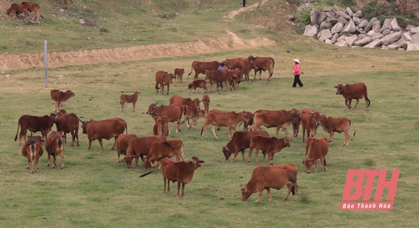 Chuyển đổi con nuôi sau “bão dịch”