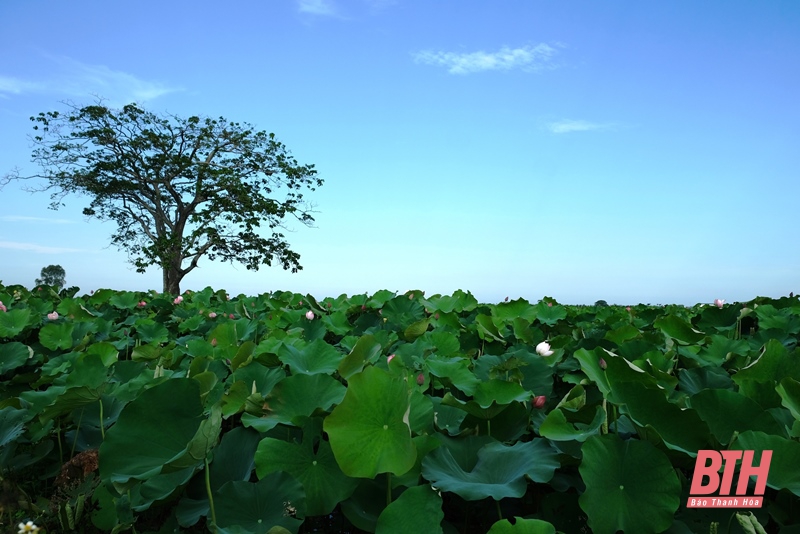 Sắc sen vào hạ