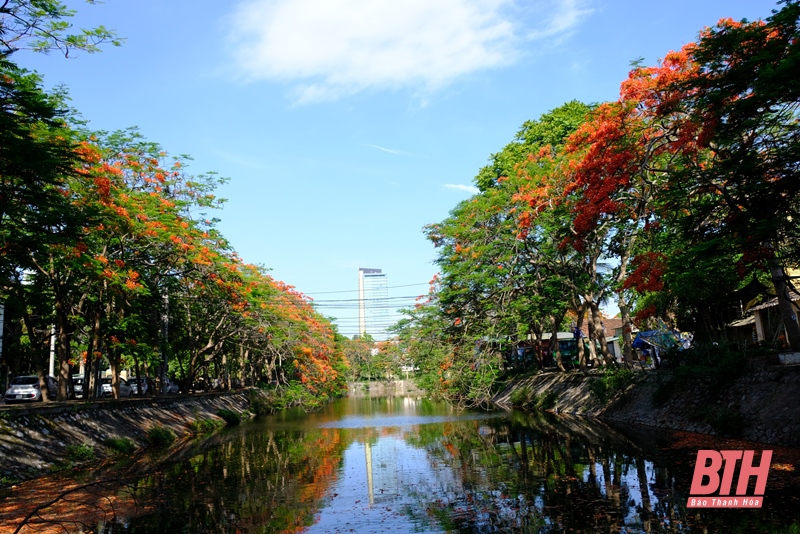 Phượng đỏ “thắp lửa” tháng 5