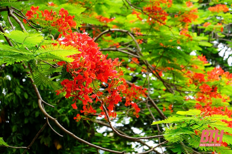 Phượng đỏ “thắp lửa” tháng 5