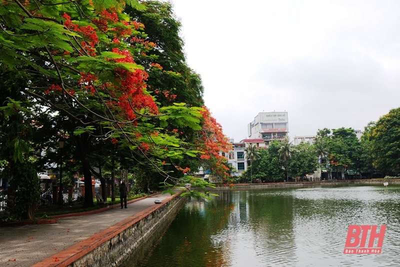 Phượng đỏ “thắp lửa” tháng 5