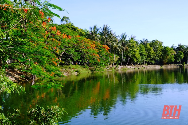 Phượng đỏ “thắp lửa” tháng 5