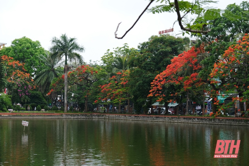 Phượng đỏ “thắp lửa” tháng 5