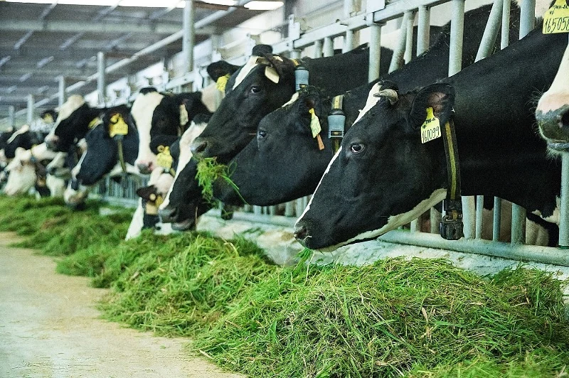 Vinamilk năm thứ 8 liên tiếp trong TOP “50 công ty niêm yết tốt nhất Việt Nam”