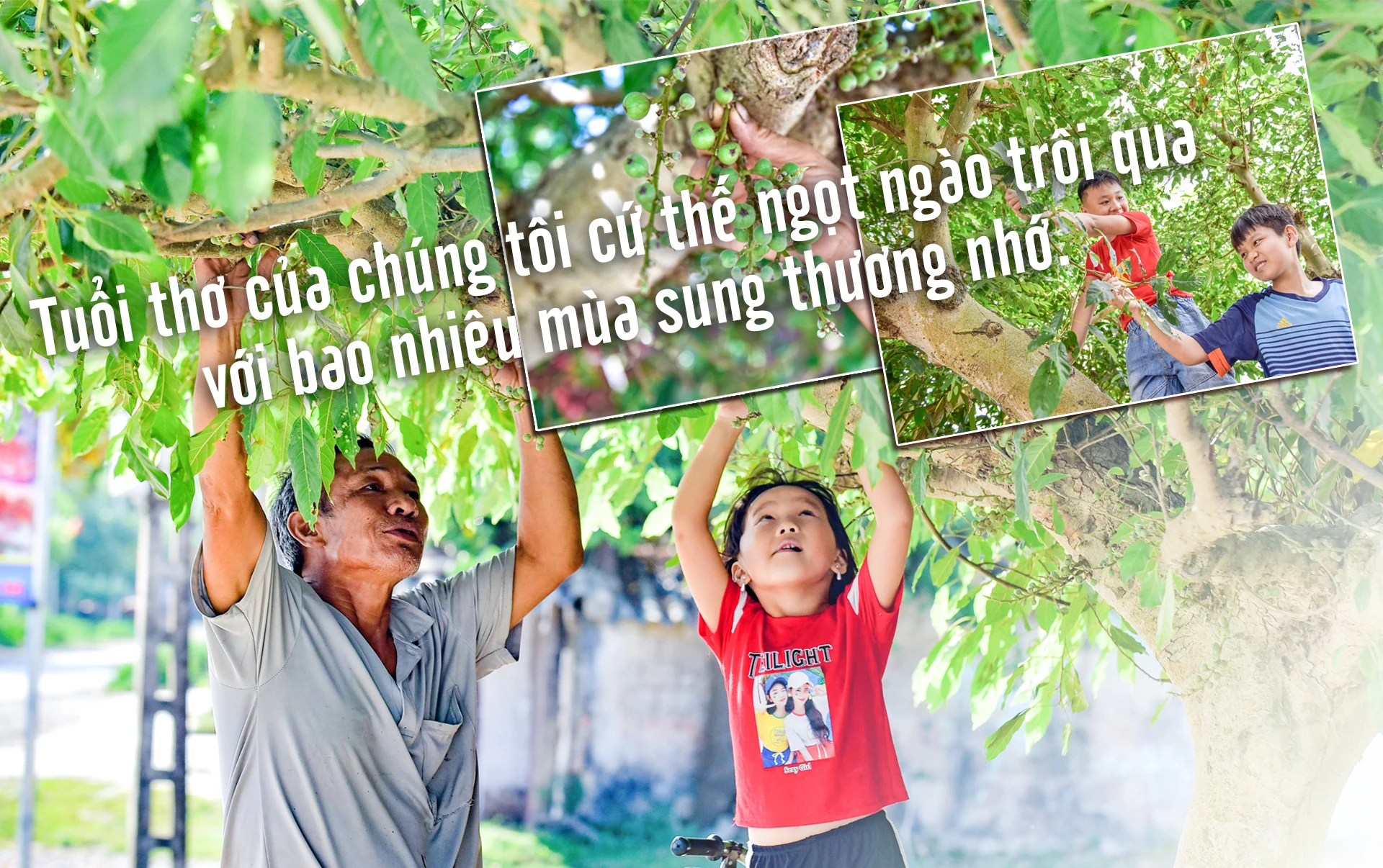 [E-Magazine] - Những mùa sung thương nhớ...