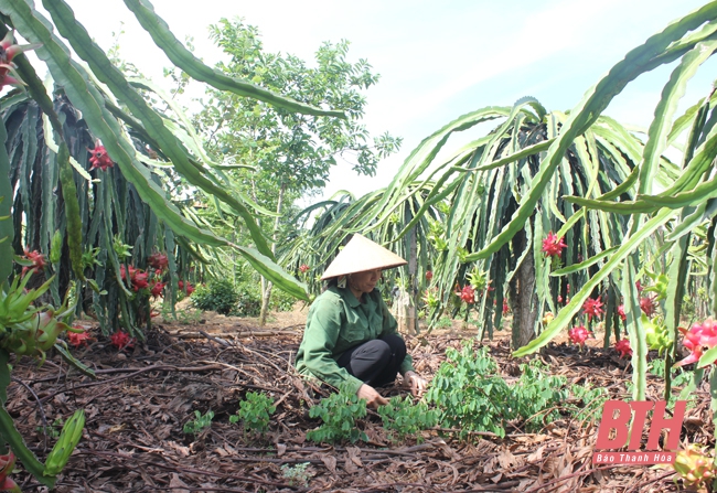 Xã Xuân Bình chú trọng phát triển mô hình sản xuất nông nghiệp