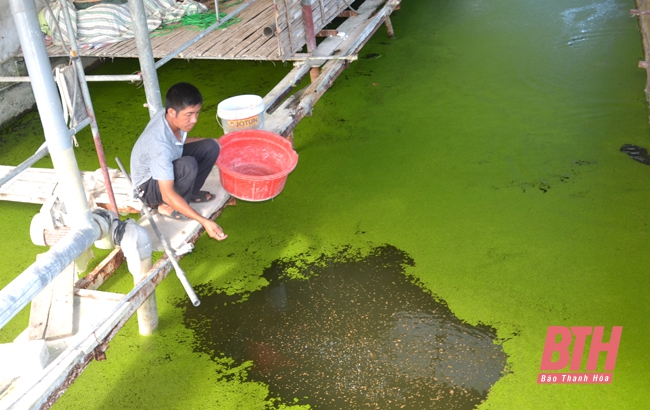 Vươn lên làm giàu từ vốn vay Tài chính vi mô Thanh Hóa