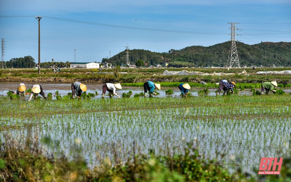 Nông dân vất vả dưới trời nắng nóng