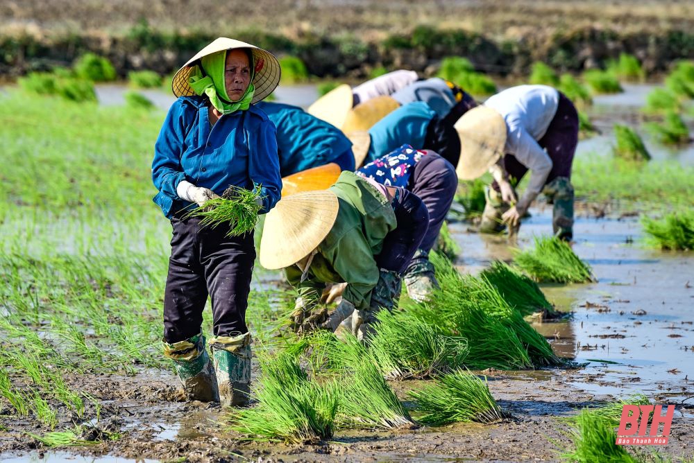 Nông dân vất vả dưới trời nắng nóng