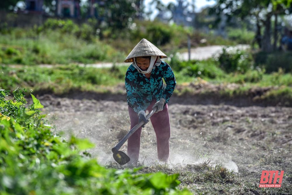 Nông dân vất vả dưới trời nắng nóng