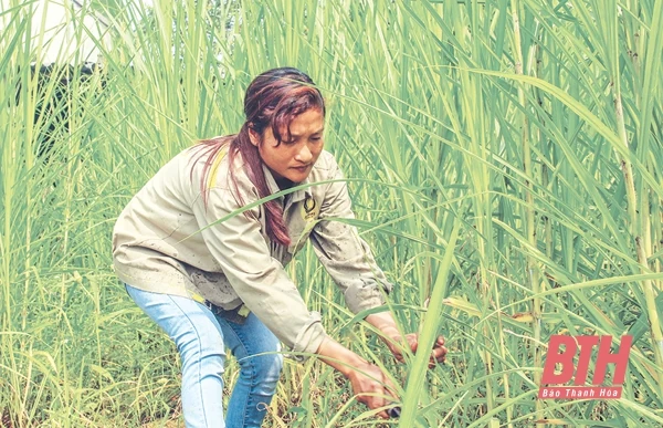 Phát triển sản xuất thức ăn chăn nuôi