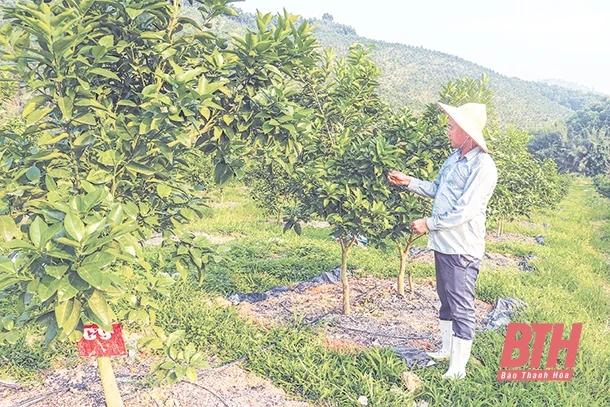 Huyện Như Xuân ứng dụng công nghệ sinh học vào sản xuất nông nghiệp