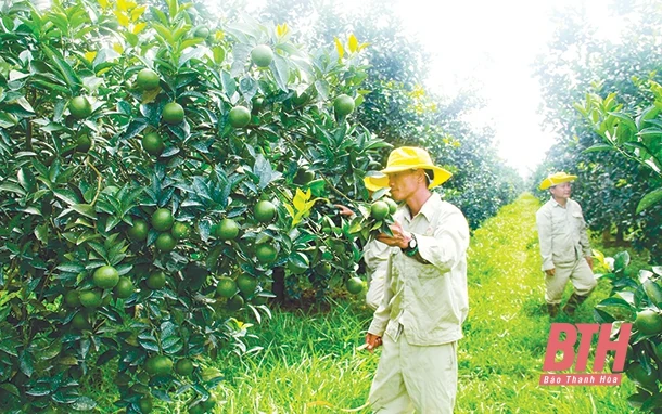 Thạch Thành huy động, sử dụng hiệu quả các nguồn lực phát triển kinh tế - xã hội nhanh và bền vững, phấn đấu trở thành đơn vị dẫn đầu các huyện miền núi