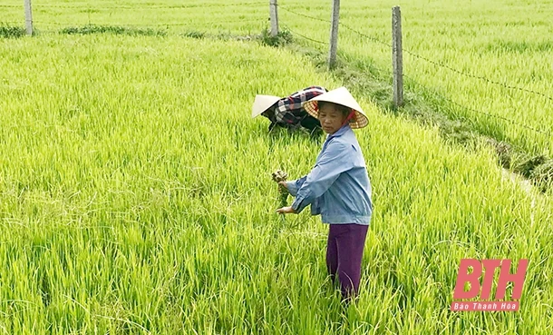 Chăm sóc, bảo vệ cây trồng vụ thu mùa