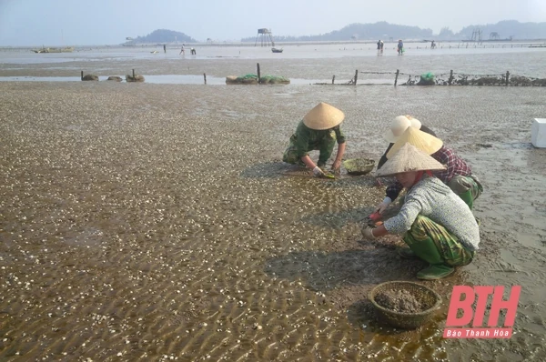 Nỗ lực xây dựng nông thôn mới ở các xã bãi ngang ven biển