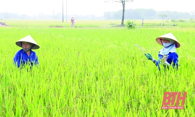 Tập trung chăm sóc và bảo vệ lúa thu mùa
