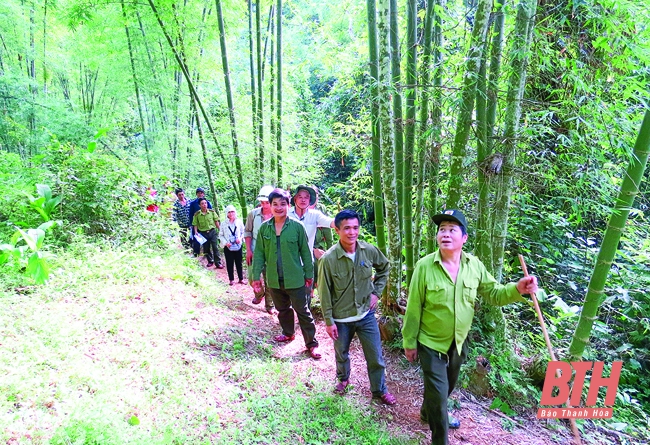 Huyện Quan Hóa: Xã hội hóa công tác bảo vệ và phát triển rừng hiệu quả