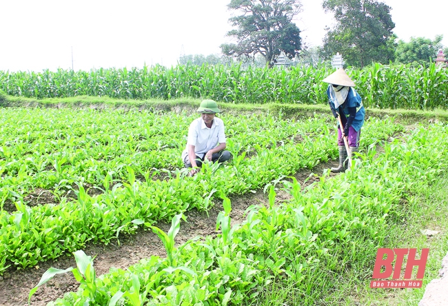 Những bí thư chi bộ “vác tù và”