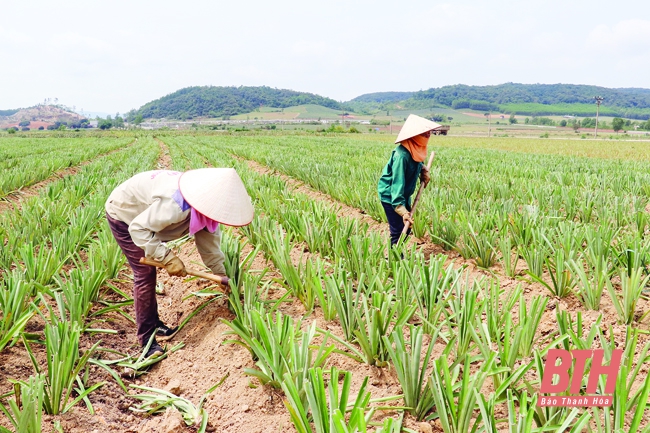 Lợi ích từ sản xuất rải vụ trong nông nghiệp