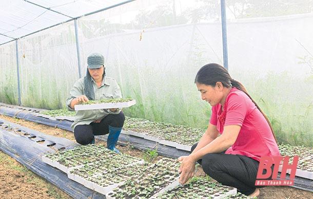 Nữ giám đốc HTX “miệng nói, tay làm”