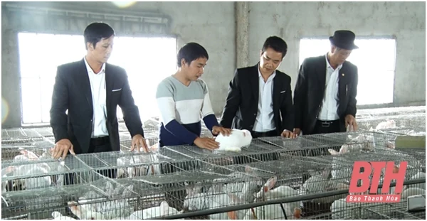 Thôi công chức xã, về nhà nuôi thỏ đem lại hiệu quả cao