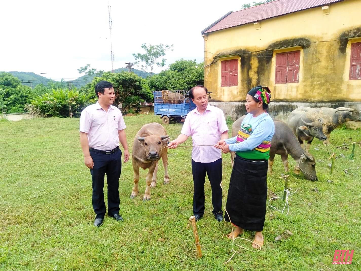 Tặng trâu sinh sản cho hộ nghèo, gia đình chính sách huyện Ngọc Lặc