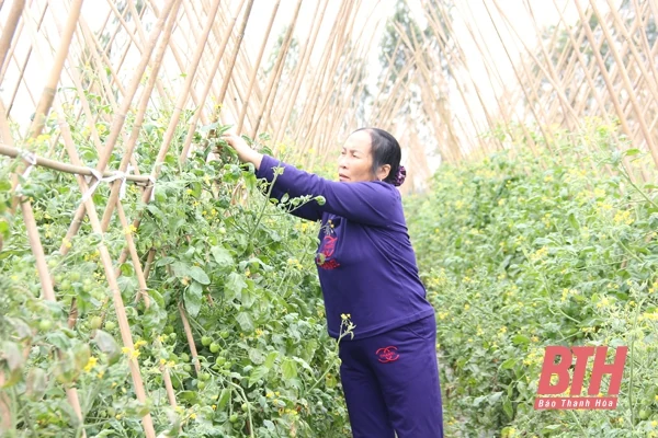 Thu hút đầu tư phát triển nông nghiệp
