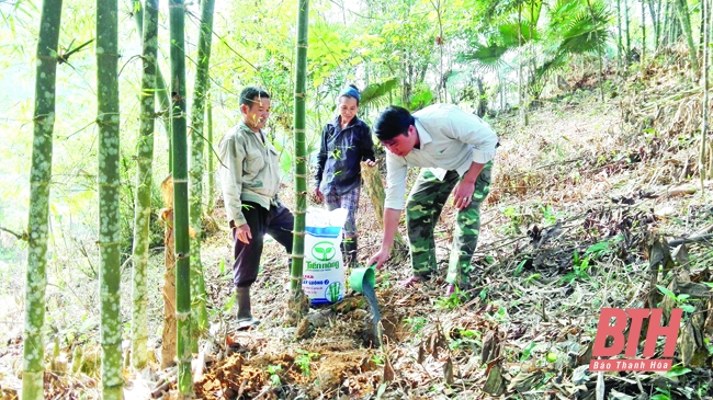 Thâm canh, phục tráng và khai thác bền vững rừng luồng ở Quan Hóa