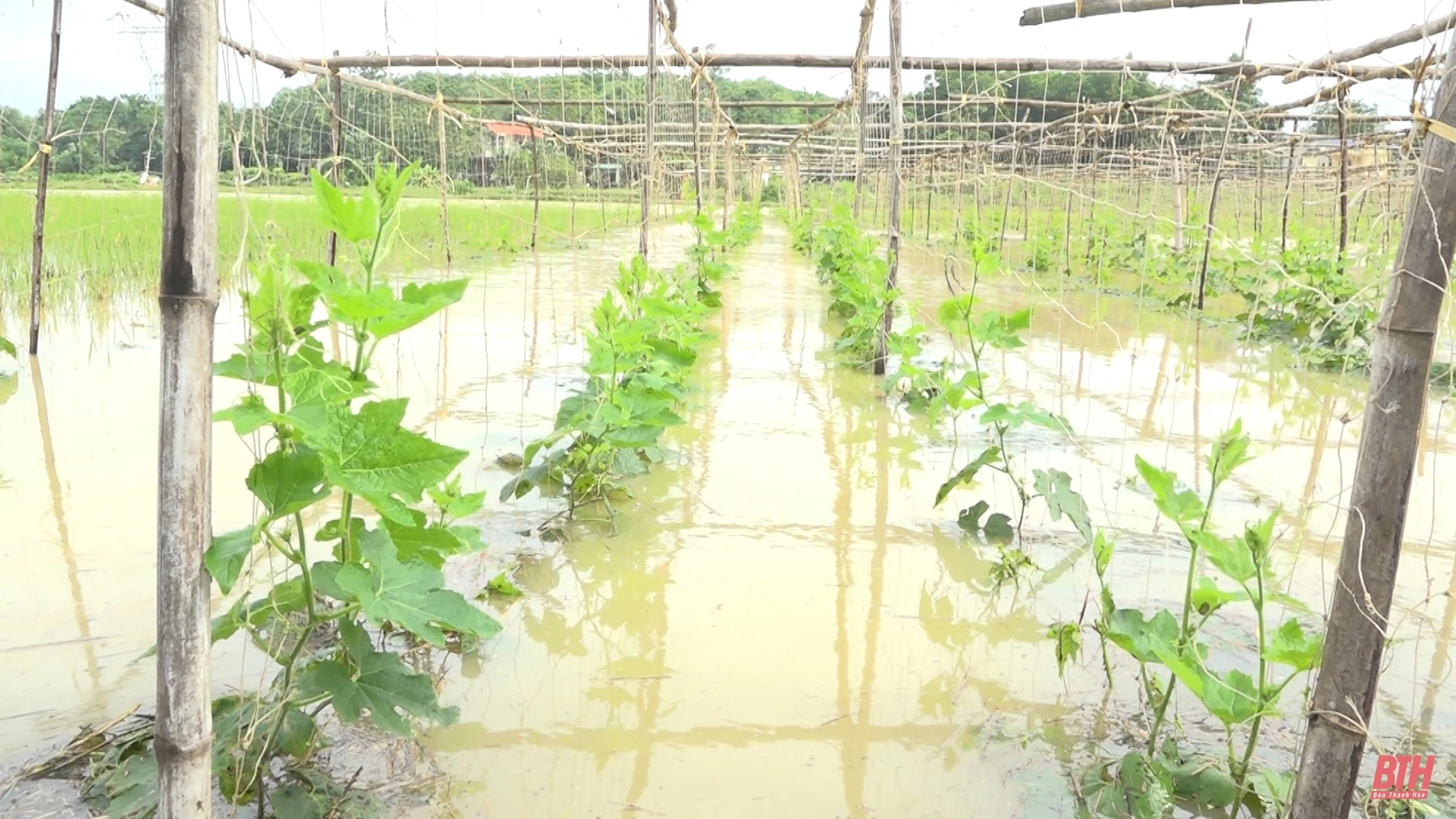Nhiều nhà dân và rau màu ở Thạch Thành bị ngập úng, đường giao thông bị chia cắt