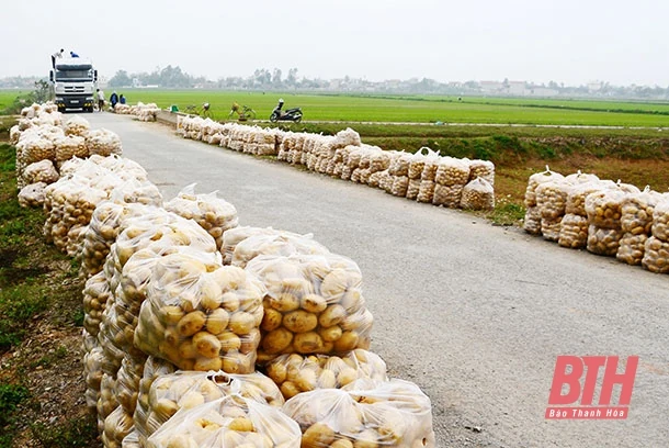 Lấy sản xuất làm nền tảng xây dựng nông thôn mới nâng cao ở xã Nga Trường