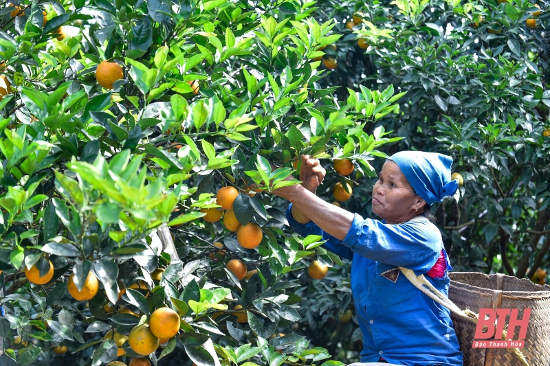 Mùa cam ngọt ở Son - Bá - Mười