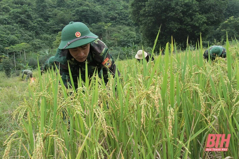 Cán bộ, chiến sỹ Đồn Biên phòng Tam Chung hỗ trợ người dân thu hoạch lúa