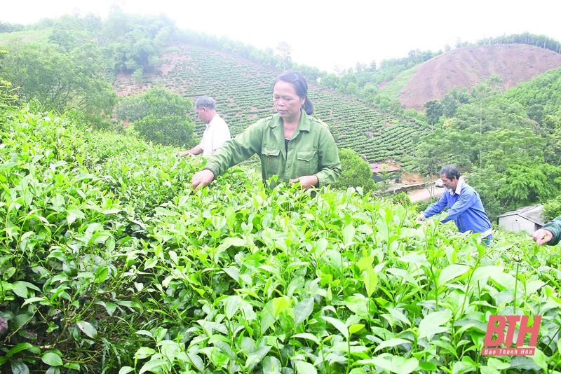 Liên kết sản xuất, tiêu thụ sản phẩm OCOP