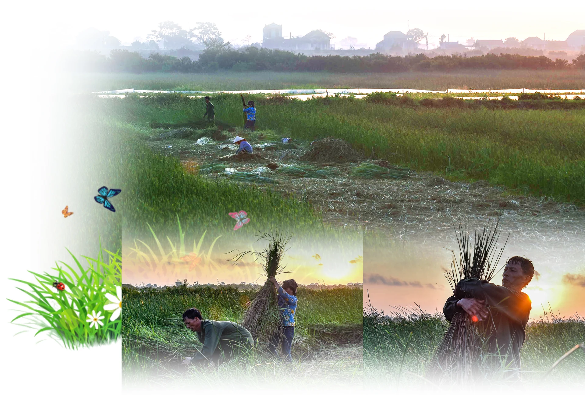 [E-Magazine] - Sắc cói xứ Thanh