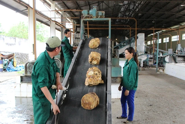 Công ty TNHH MTV Cao su Thanh Hóa đẩy mạnh khai thác, thu mua, chế biến mủ cao su
