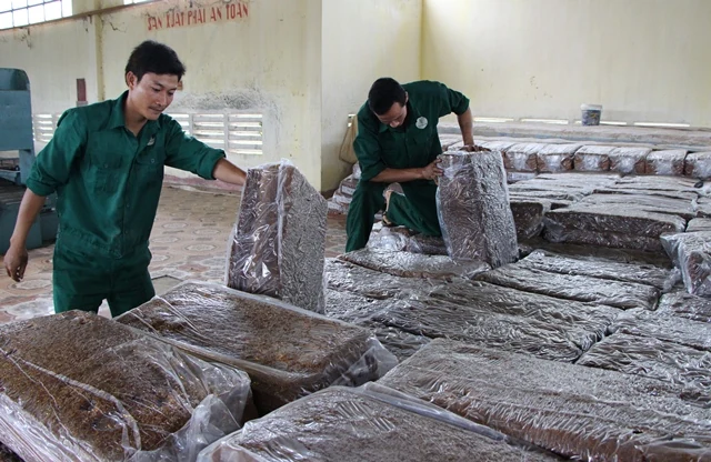 Công ty TNHH MTV Cao su Thanh Hóa đẩy mạnh khai thác, thu mua, chế biến mủ cao su