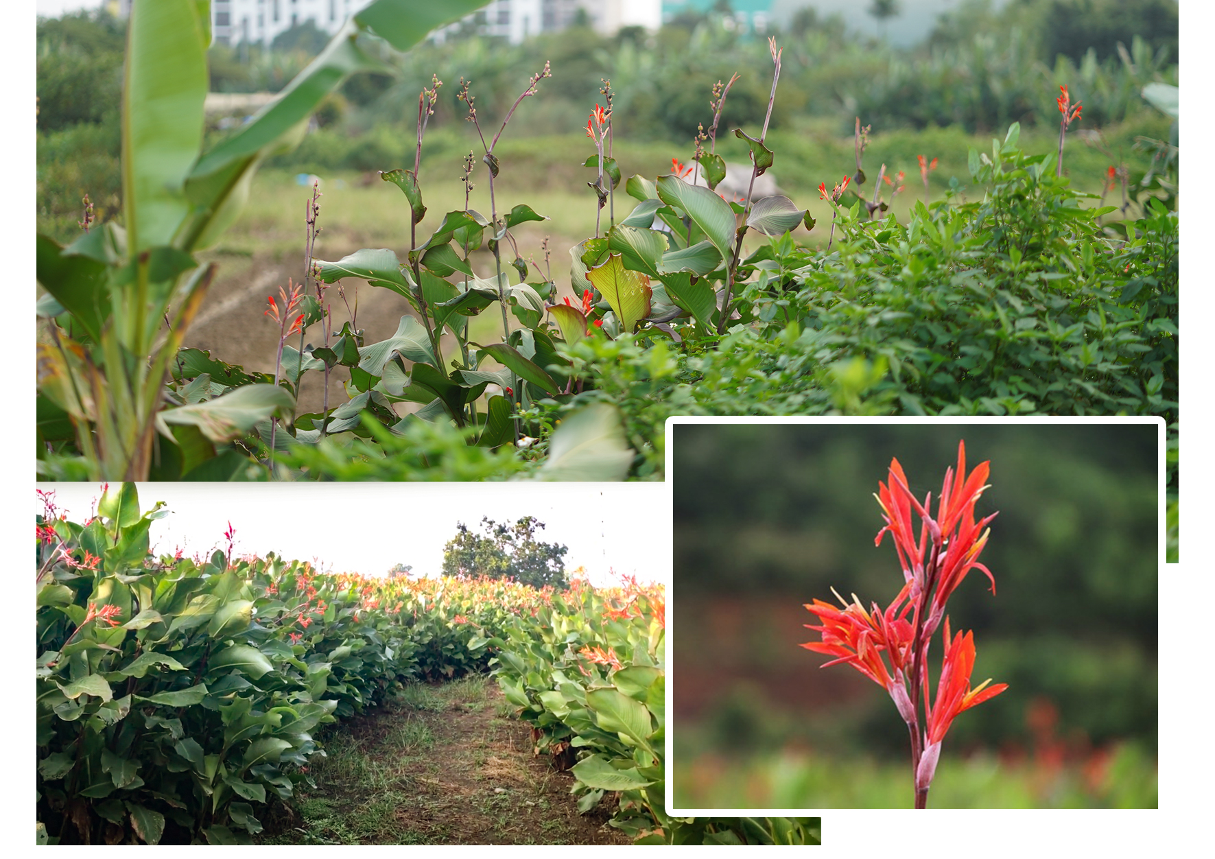 [E-Magazine] - Xao xuyến… những mùa nhà cái m88