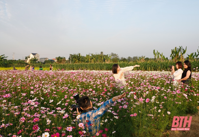 Mê mải trên cánh đồng hoa ven sông Tào Xuyên