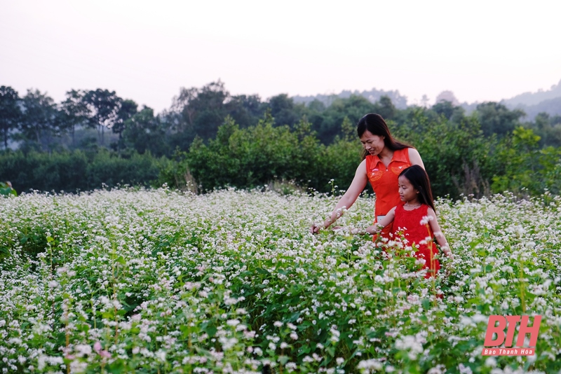 Mê mải trên cánh đồng hoa ven sông Tào Xuyên