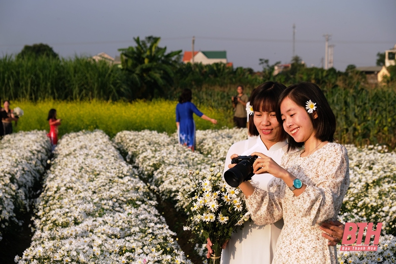 Mê mải trên cánh đồng hoa ven sông Tào Xuyên