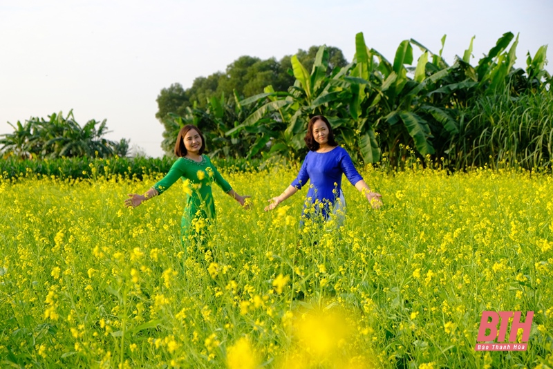 Mê mải trên cánh đồng hoa ven sông Tào Xuyên