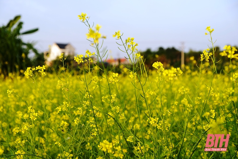 Mê mải trên cánh đồng hoa ven sông Tào Xuyên